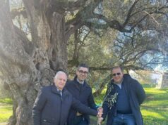 Giornata mondiale dell’olivo: il Consorzio Olio di Calabria IGP regala ulivo cultivar a Villacidro