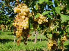 Vendemmia 2024: annata straordinaria per lo Zibibbo a Francavilla Angitola