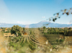 Il Consorzio Lugana al Fuorisalone: wine partner di AnotherView