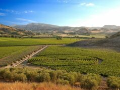 Vino: allo studio la biodiversità nei vigneti Rosaneti di Librandi