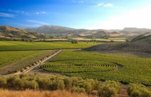 Vino: allo studio la biodiversità nei vigneti Rosaneti di Librandi