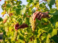 Torna “Il Sabato del Vignaiolo” della FIVI: appuntamento in tutta Italia per i sabati di maggio