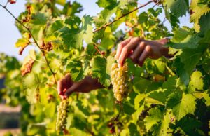 Torna “Il Sabato del Vignaiolo” della FIVI: appuntamento in tutta Italia per i sabati di maggio