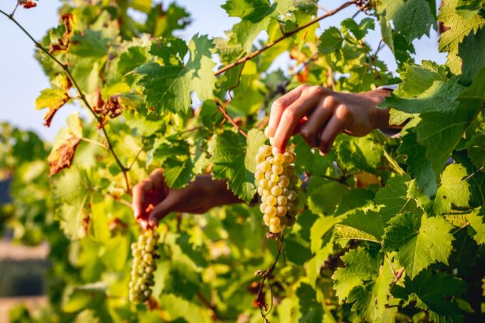 Torna “Il Sabato del Vignaiolo” della FIVI: appuntamento in tutta Italia per i sabati di maggio